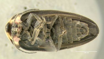 Media type: image;   Entomology 612496 Aspect: habitus ventral view